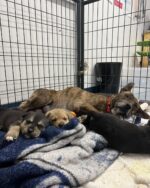 Heartwarming: Texas stray on street for years leads rescuers to her hidden puppies just in time for Valentine’s Day