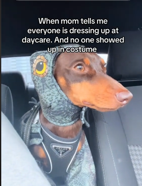 Poor pup traumatized at daycare when he was only one who showed up in costume