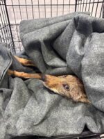Firefighters arrive to save dog from drowning in canal discover a coyote instead Firefighters arrive to save dog from drowning in canal discover a coyote instead
