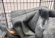 Firefighters arrive to save dog from drowning in canal discover a coyote instead