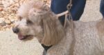 Coyote snatched small dog from backyard but dropped him saving pooch’s life