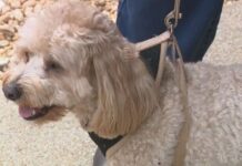 Coyote snatched small dog from backyard but dropped him saving pooch’s life