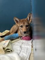 Emergency care being provided for coyote pup struck by vehicle Emergency care being provided for coyote pup struck by vehicle