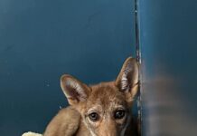 Emergency care being provided for coyote pup struck by vehicle