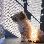 Playful stray pup attacked by coyote quarantined for 6 months in animal shelter to be available for adoption soon