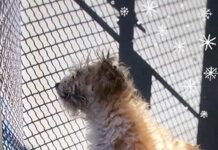 Playful stray pup attacked by coyote quarantined for 6 months in animal shelter to be available for adoption soon