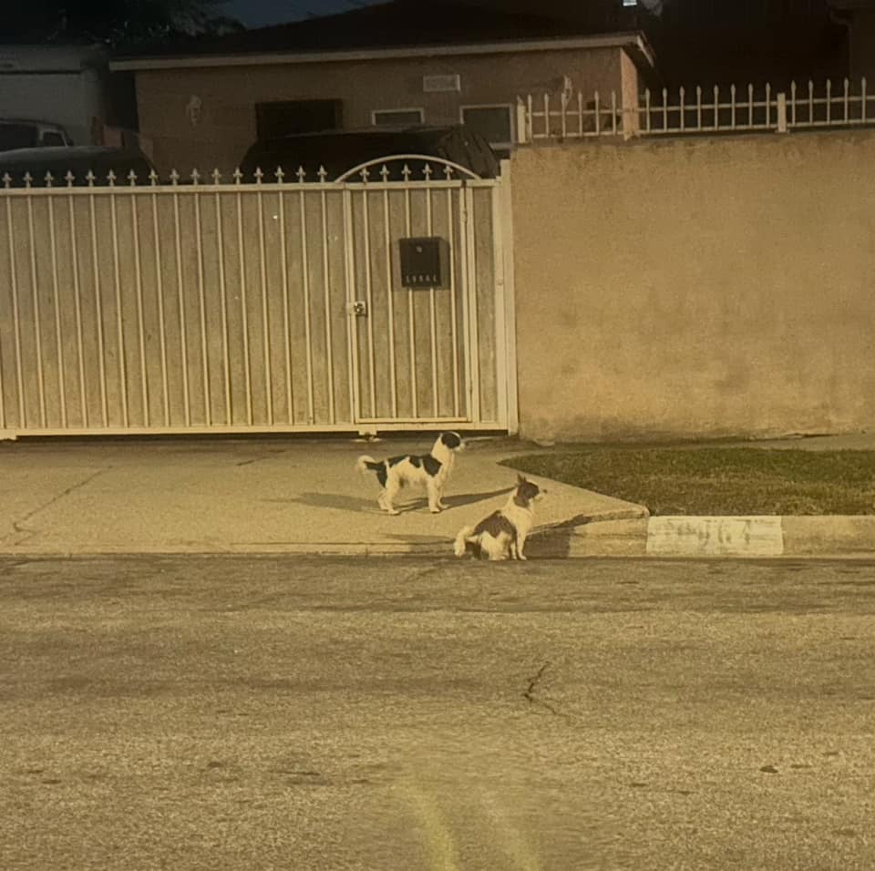 Heroic woman runs outdoors in her underwear to save tiny dogs during coyote attack Heroic woman runs outdoors in her underwear to save tiny dogs during coyote attack