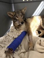 Coyote struck by car not able to walk helped by wildlife rescuers released back to wild Coyote struck by car not able to walk helped by wildlife rescuers released back to wild