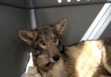 Coyote struck by car not able to walk helped by wildlife rescuers released back to wild