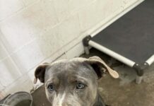 All this young dog wants is to go home with someone and live happily ever after: Will bring bowl