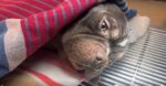 Frozen & emaciated dog: ‘Creme Brulee’ discovered nearly frozen lying next to trash in single digit St. Louis temperatures Frozen & emaciated dog: ‘Creme Brulee’ discovered nearly frozen lying next to trash in single digit St. Louis temperatures