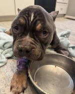 UPDATE: Nearly frozen ‘Creme Brulee’ found lying next to trash in single digit temperatures now asking for dinner