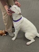 Shelter dog spends best day at Commonwealth’s Attorney Office hoping to be adopted