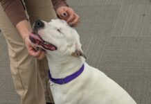 Shelter dog spends best day at Commonwealth’s Attorney Office hoping to be adopted