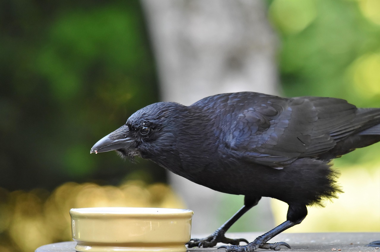 Crows ‘cawed’ out for humans to help save their friend from drowning Crows ‘cawed’ out for humans to help save their friend from drowning
