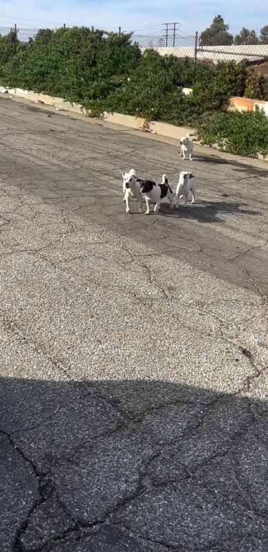No place for four tiny dogs on side of freeway until rescuers found them and gave them a voice