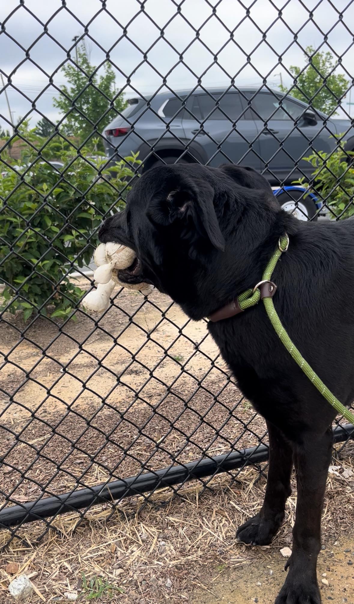 Heartbreaking: Saddest Lab has spent spring and summer in cage watching other dogs leave but not him Heartbreaking: Saddest Lab has spent spring and summer in cage watching other dogs leave but not him