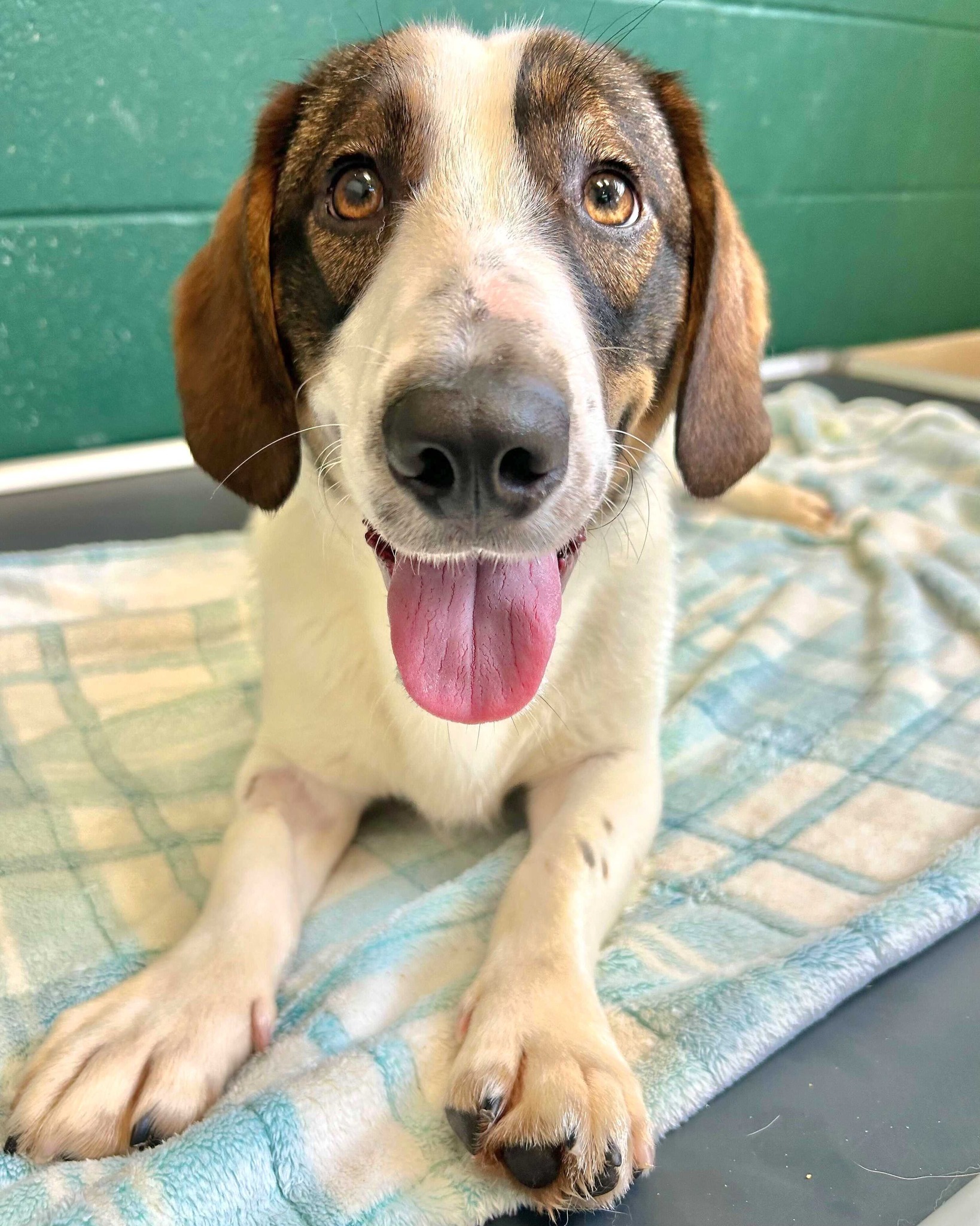 Too playful? Goofy pup returned to shelter twice for energy level before finding ‘three times the charm’
