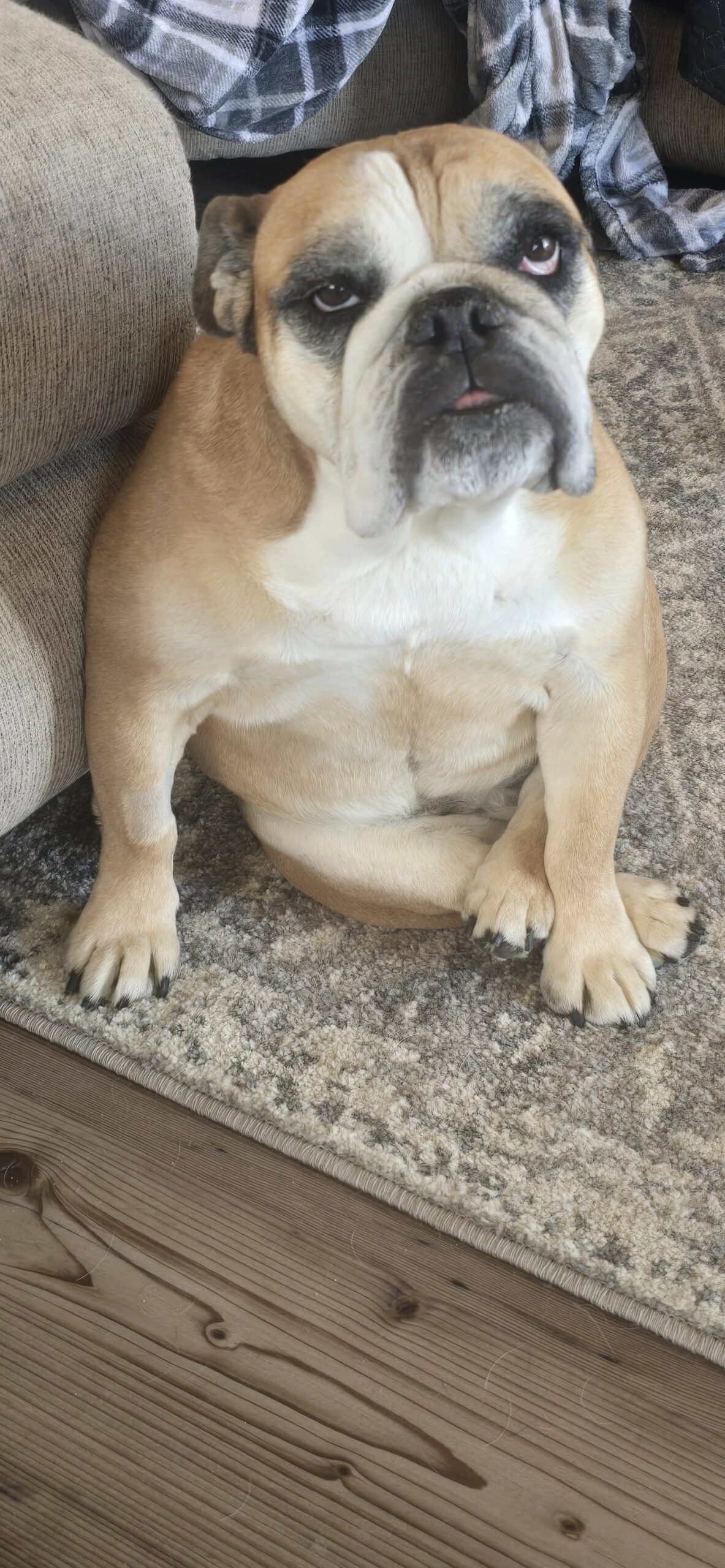English bulldog survived a month lost in the wilderness days after surgery and fierce spring storm English bulldog survived a month lost in the wilderness days after surgery and fierce spring storm