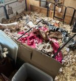 Dachshunds breeder with health issues unable to care for 29 dogs surrenders them to local rescue org Dachshunds breeder with health issues unable to care for 29 dogs surrenders them to local rescue org