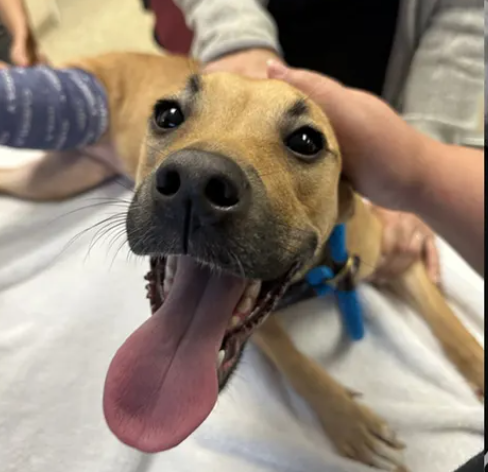 Florida man charged after authorities say he broke his puppy’s leg that may need to be amputated