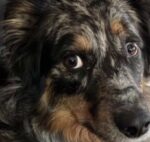 UPDATE: Missing family dog shot by delivery driver on Easter Sunday