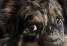 UPDATE: Missing family dog shot by delivery driver on Easter Sunday