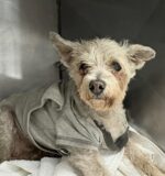 18-year-old Daisy should not be in crowded shelter but her owner has not arrived