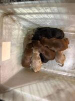 9 newborn puppies abandoned at Walmart saved by Texas rescue asking for help 9 newborn puppies abandoned at Walmart saved by Texas rescue asking for help