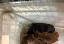 9 newborn puppies abandoned at Walmart saved by Texas rescue asking for help
