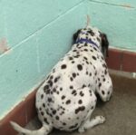 Terrified Dalmatian shutting down as he turned face to the wall at noisy Florida shelter