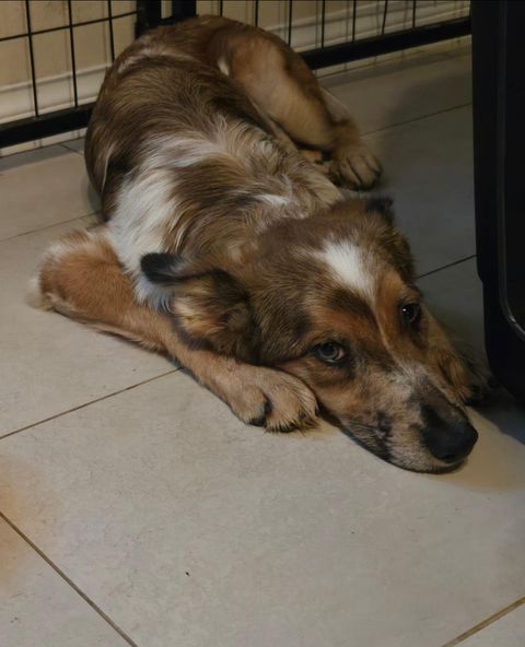 Puppy dumped in isolated riverbed hid for days until rescuers arrived: Now she fights for her life
