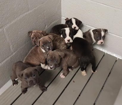 Nine tiny puppies abandoned in sealed tub on street survived night and winter cold now doing well