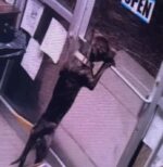 Shelter dog escaped from his kennel and then used his teeth to unlock front door to run away