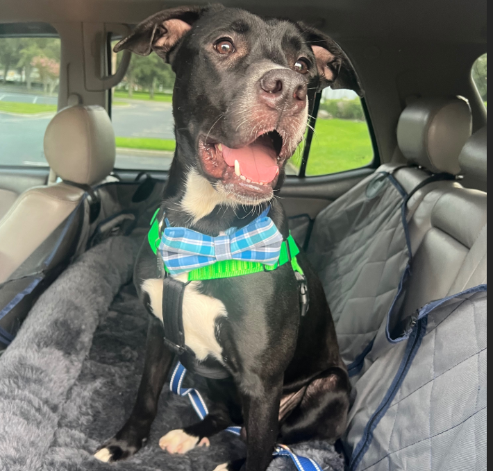 Frightened dog found at bottom of trash compactor finds help from the kindest people