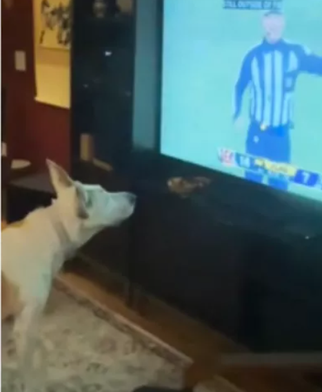 Deaf dog convinced football referee’s hand signals are for her as she moves to the right