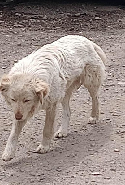 Animal shelter in Denver searching for stray dog shot in face