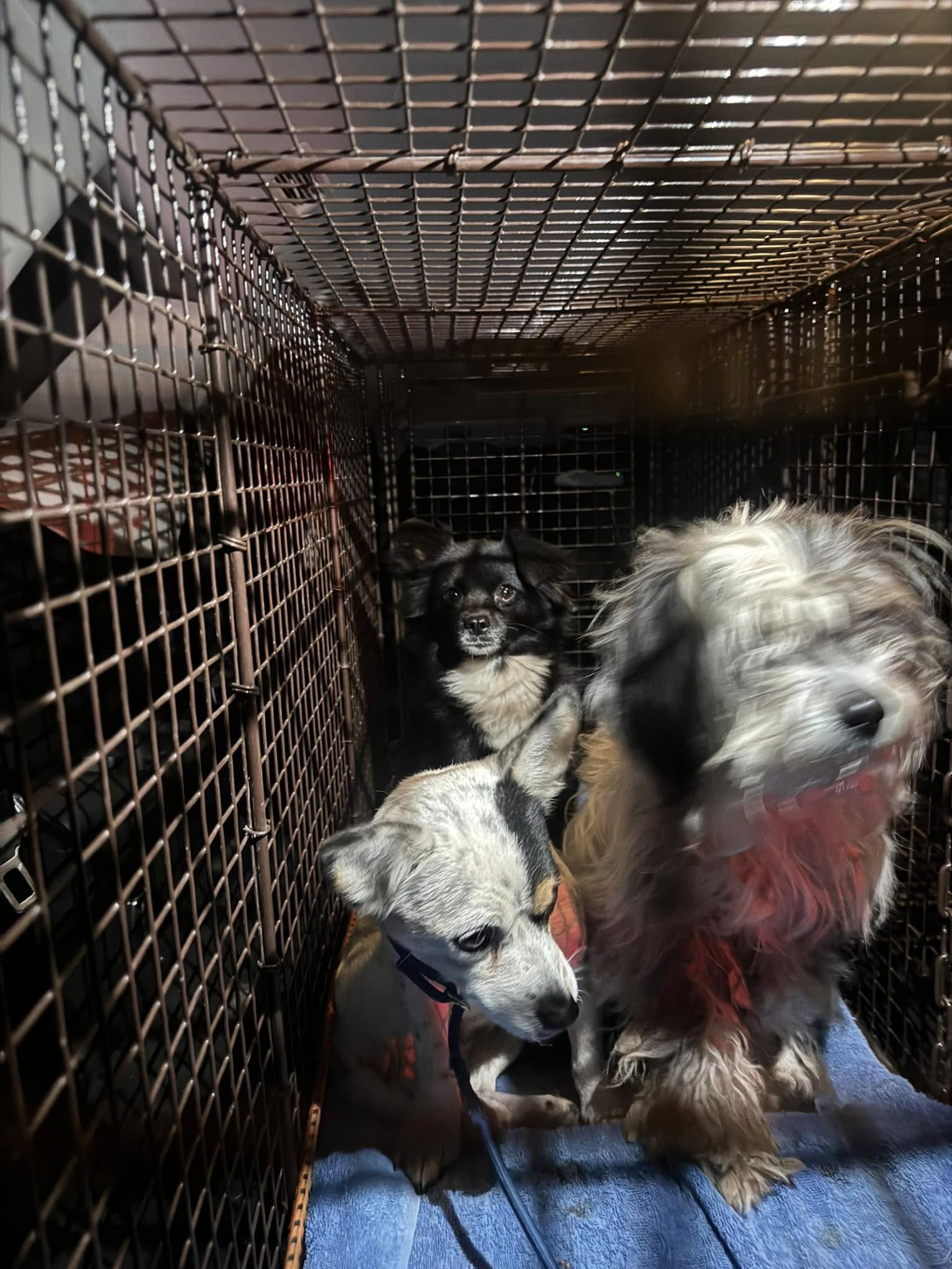 Three tiny survivors plucked from the desert after their owners tossed them out to perish