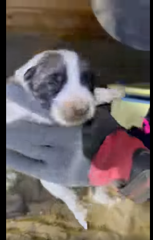 Rescuer crawls under floorboards of vacant house in perilous journey to save 8 puppies barely 2 weeks old