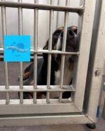 Dexter lost everything after his owner passed away and his bonded pal disappeared Dexter lost everything after his owner passed away and his bonded pal disappeared