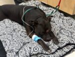 Community joins together to help family dog shot in face during violent home altercation