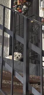 Abandoned or lost? Frightened pup wearing dirty diaper hid on same porch day after day