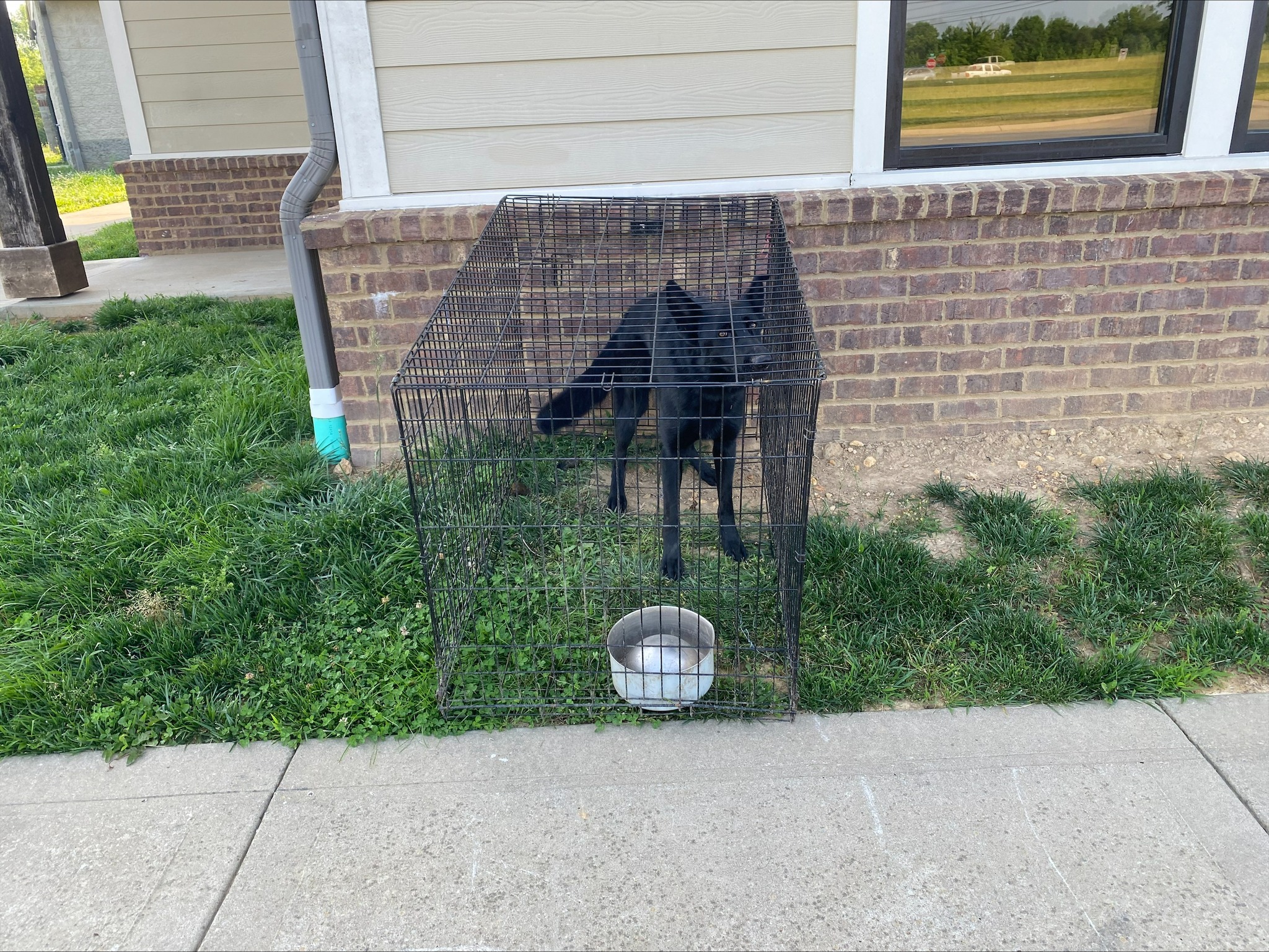 Heartless man dumped shepherd from truck bed abandoning her in time of need at Tennessee shelter Heartless man dumped shepherd from truck bed abandoning her in time of need at Tennessee shelter