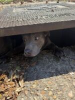 Senior pup stuck in storm drain grate until fire rescuers arrived for that happy ending