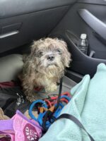 Senior pup surrendered when family moved and they wanted him euth’ed also