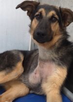 German shepherd puppy suffered leg injury at shelter resulting in amputation but has not given up hope finding loving home