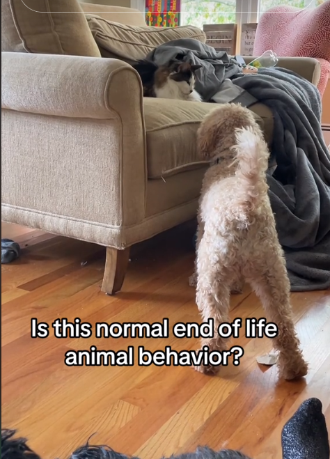 Dog sensed dying cat didn’t ‘want to be alone’ during final days