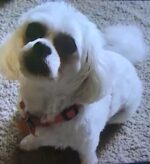 Doggy hero with the best ears helps to save life of neighbor Doggy hero with the best ears helps to save life of neighbor