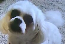 Doggy hero with the best ears helps to save life of neighbor