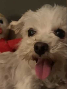 Sacramento woman devastated by dog’s death blaming fatal incident on mail carrier Sacramento woman devastated by dog’s death blaming fatal incident on mail carrier